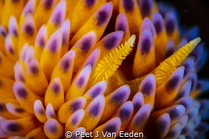 A Closer Look
super macro of a Gasflame nudibranch by Peet J Van Eeden 